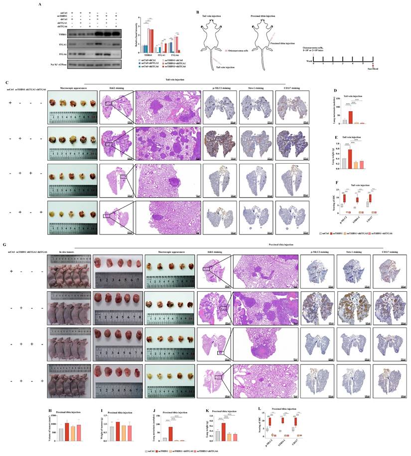 Int J Biol Sci Image