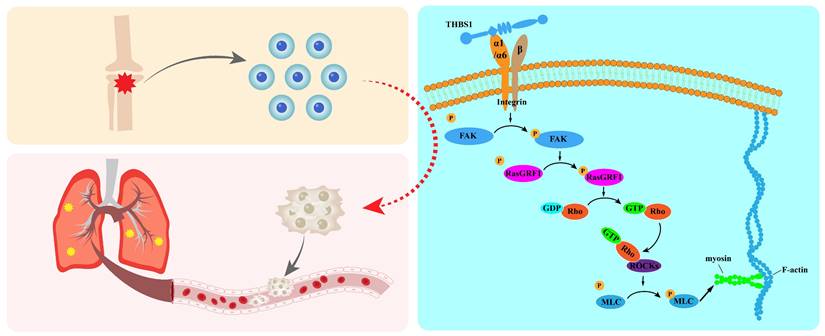 Int J Biol Sci Image