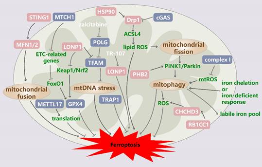 Int J Biol Sci Image