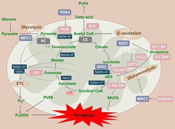 Int J Biol Sci Image