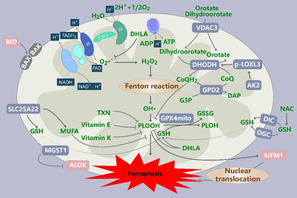 Int J Biol Sci Image