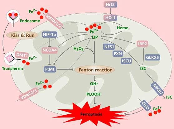 Int J Biol Sci Image