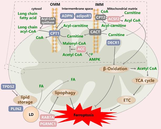 Int J Biol Sci Image