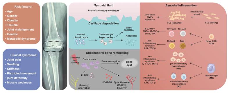 Int J Biol Sci Image