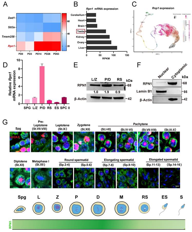 Int J Biol Sci Image