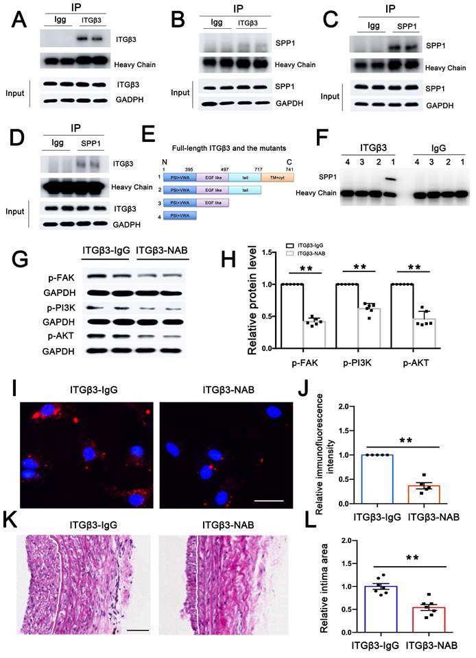 Int J Biol Sci Image