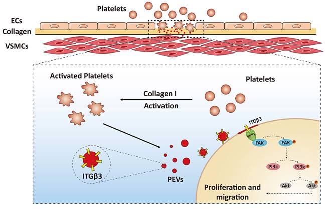 Int J Biol Sci Image