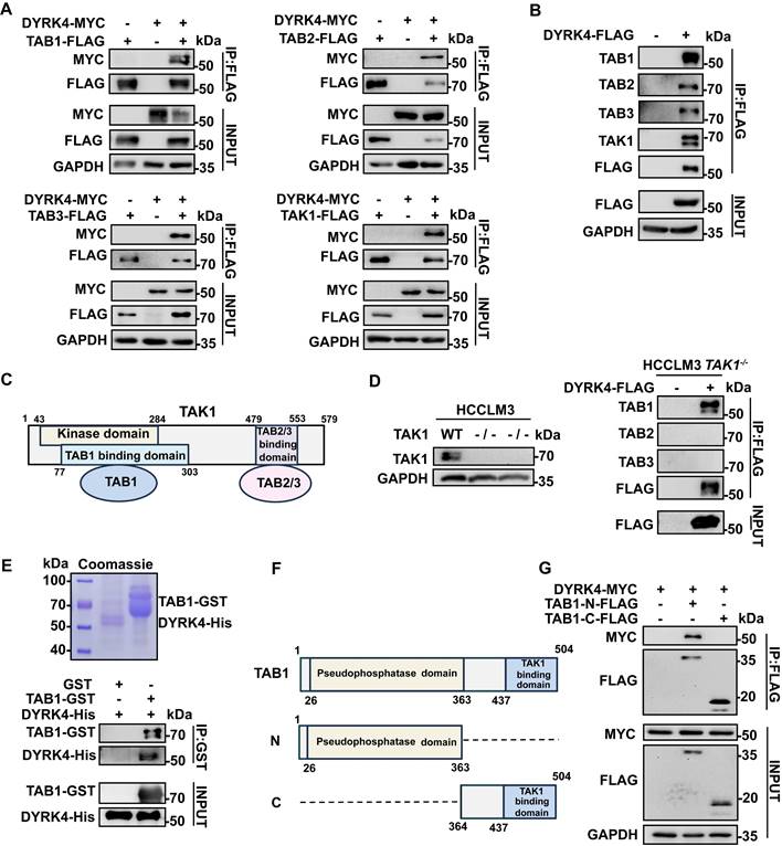 Int J Biol Sci Image