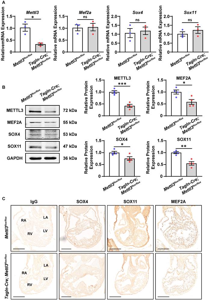 Int J Biol Sci Image