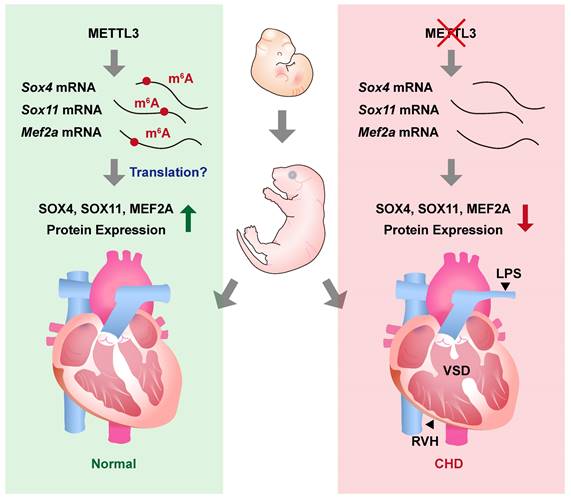 Int J Biol Sci Image