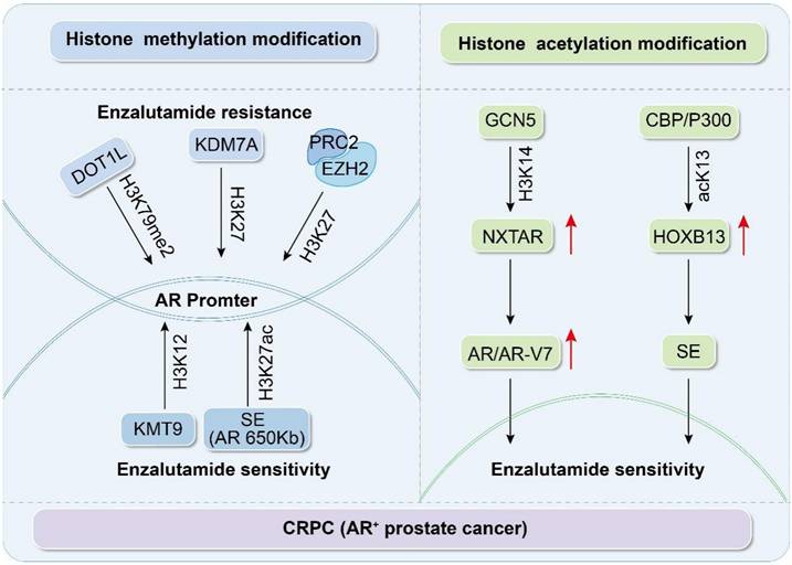 Int J Biol Sci Image