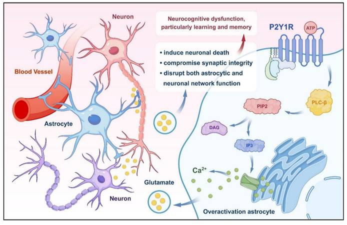 Int J Biol Sci Image