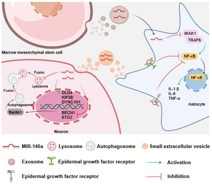 Int J Biol Sci Image
