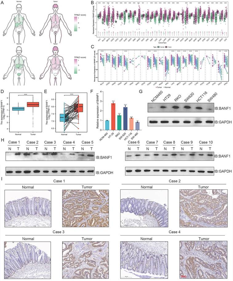 Int J Biol Sci Image