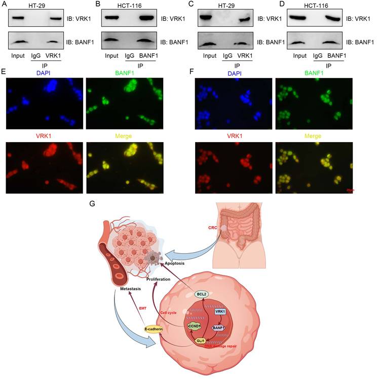 Int J Biol Sci Image