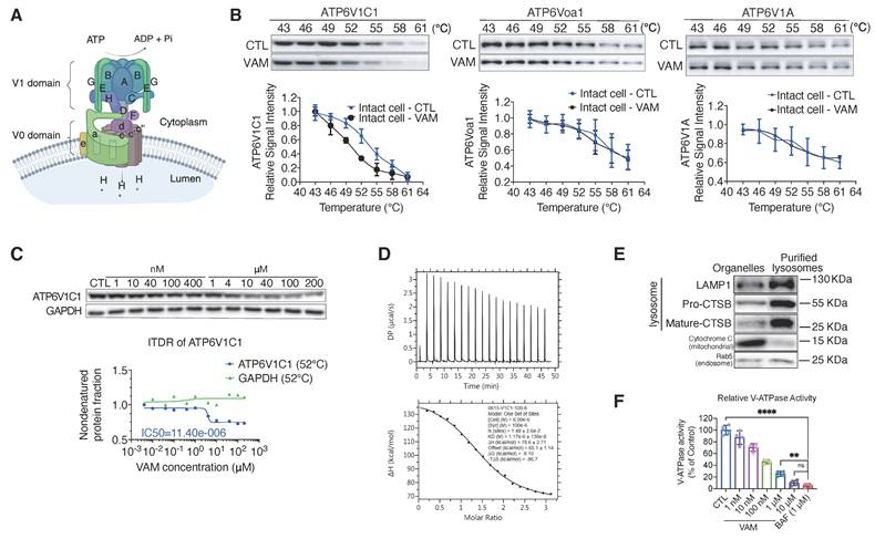 Int J Biol Sci Image