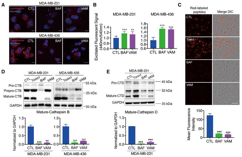 Int J Biol Sci Image