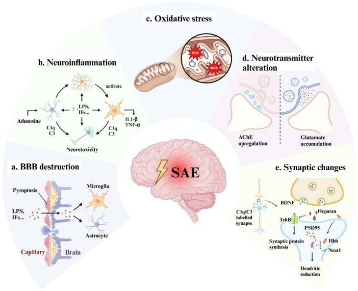 Int J Biol Sci Image