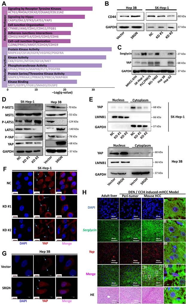 Int J Biol Sci Image