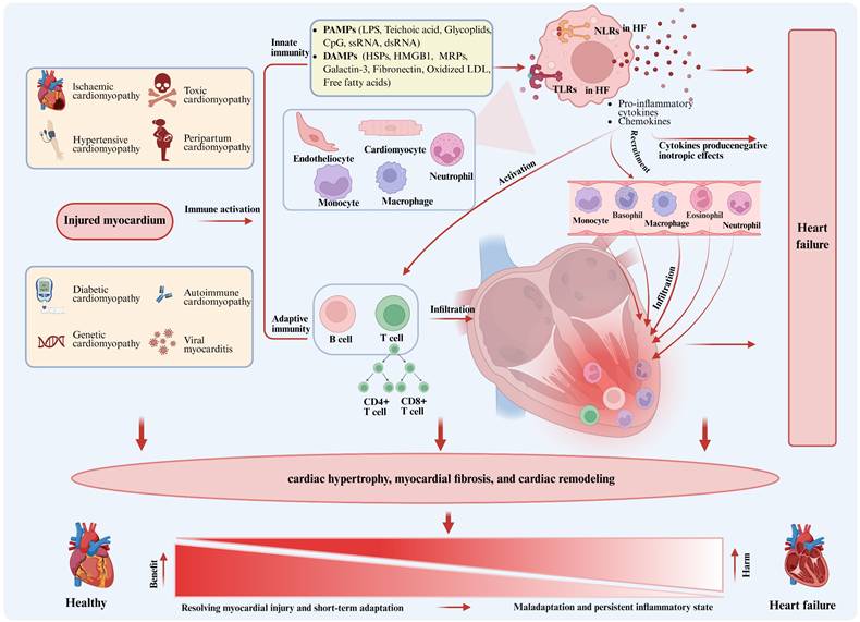 Int J Biol Sci Image