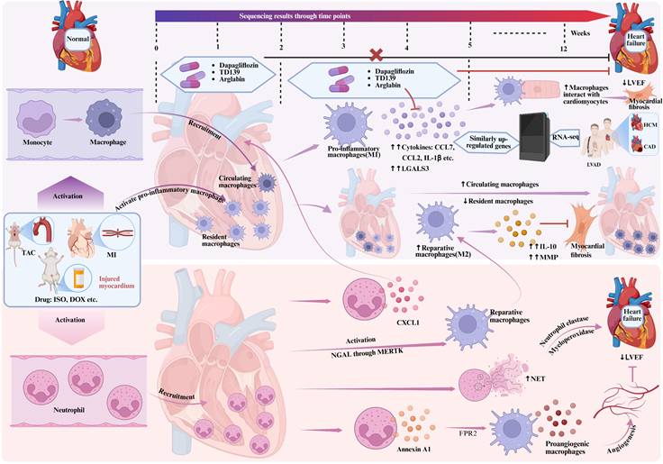 Int J Biol Sci Image