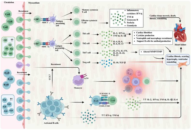 Int J Biol Sci Image