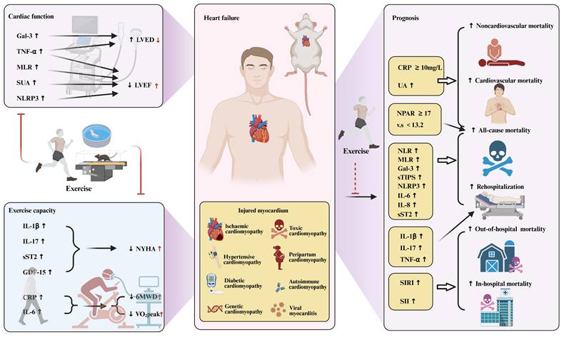 Int J Biol Sci Image