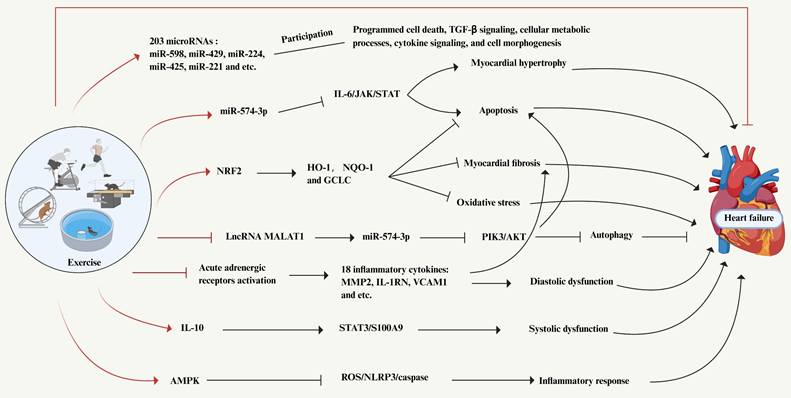 Int J Biol Sci Image
