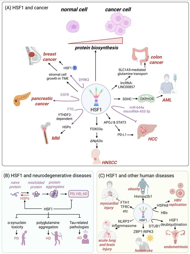 Int J Biol Sci Image