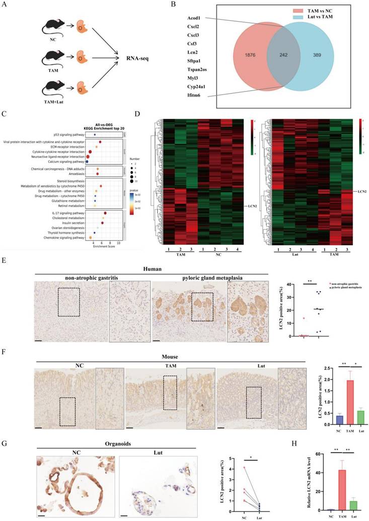 Int J Biol Sci Image