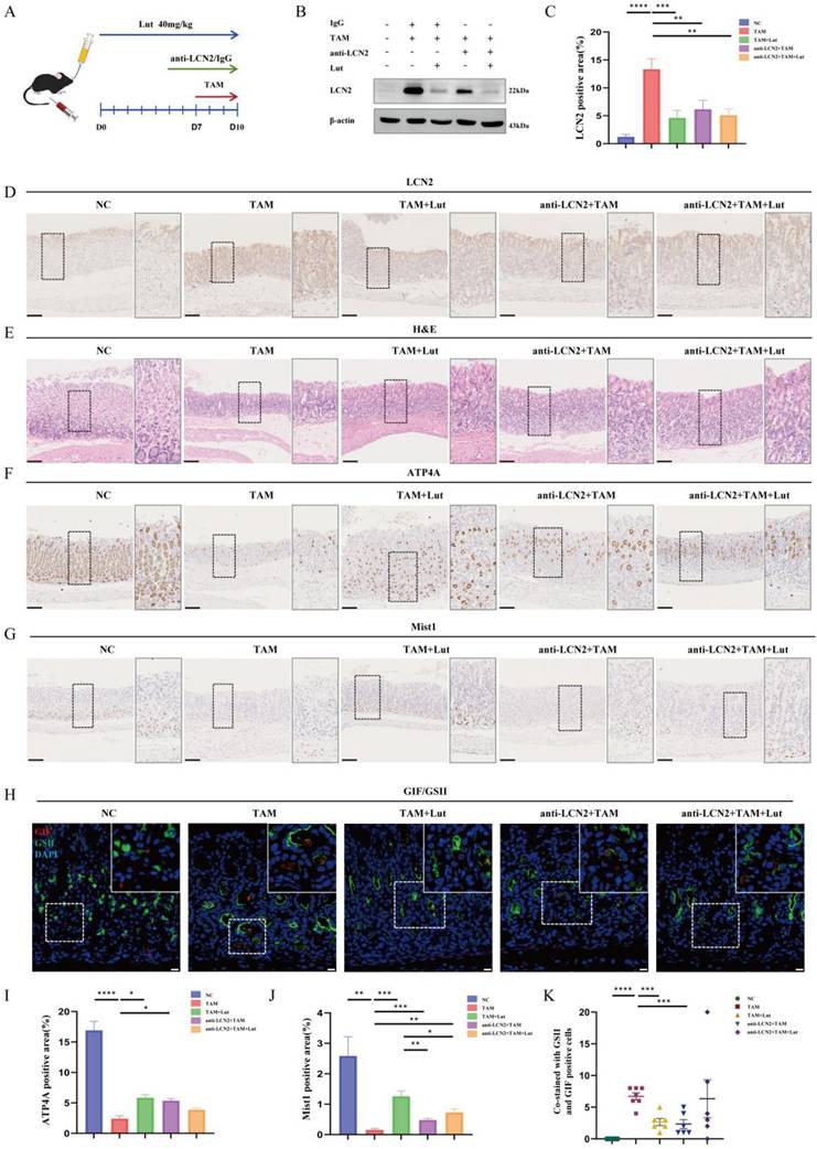 Int J Biol Sci Image
