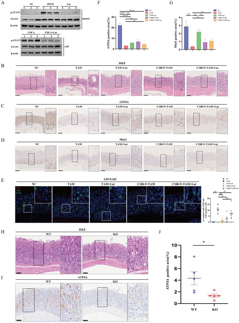 Int J Biol Sci Image