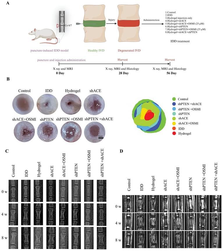 Int J Biol Sci Image