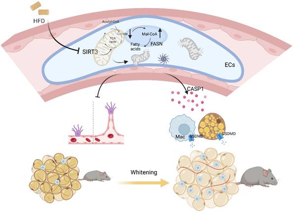 Int J Biol Sci Image