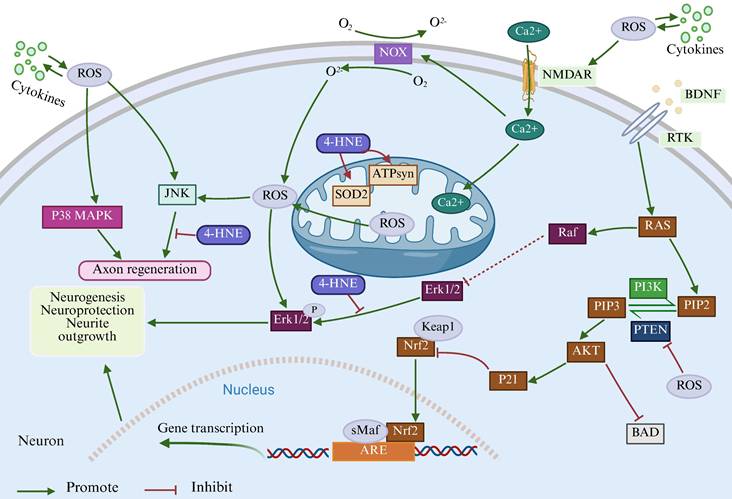 Int J Biol Sci Image