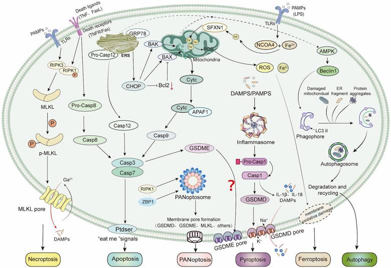 Int J Biol Sci Image