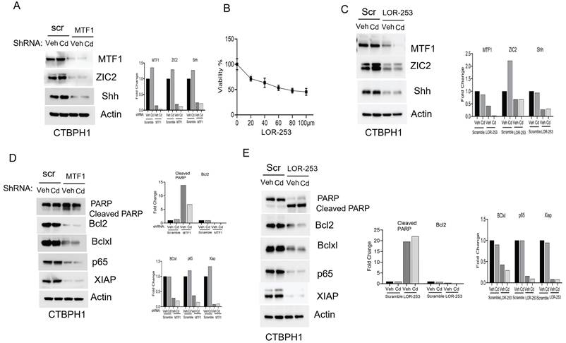 Int J Biol Sci Image