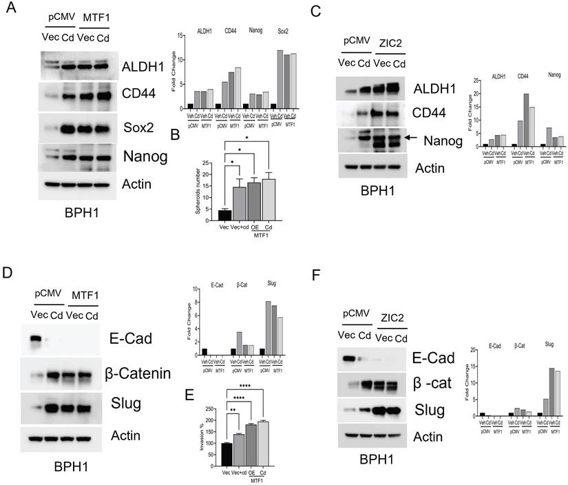 Int J Biol Sci Image