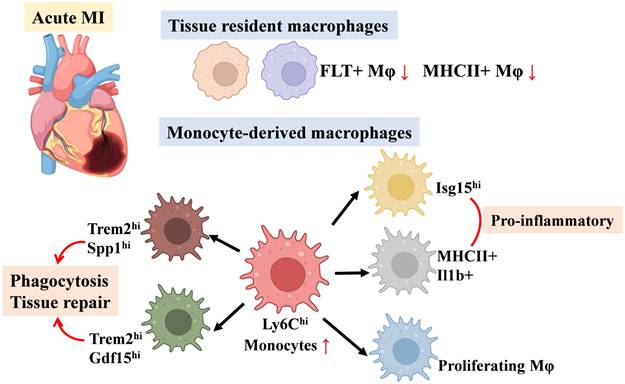 Int J Biol Sci Image