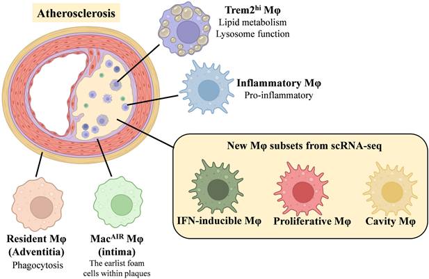 Int J Biol Sci Image