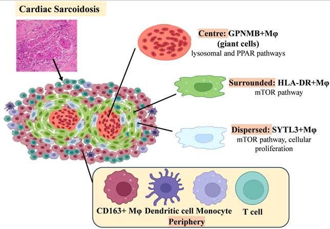 Int J Biol Sci Image