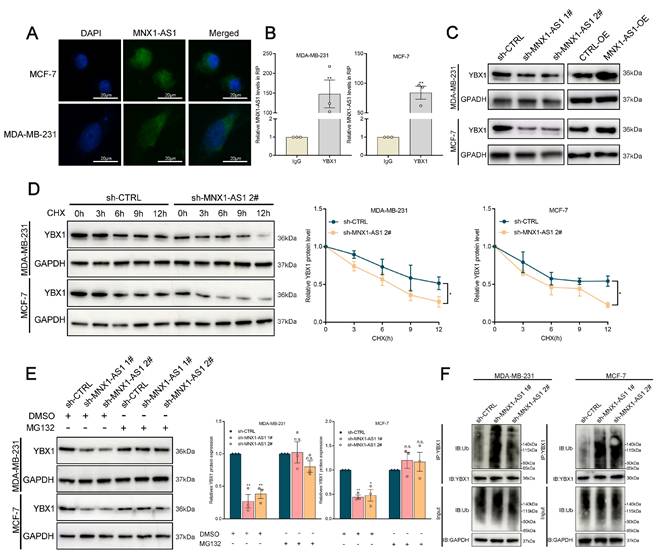 Int J Biol Sci Image