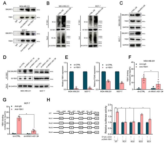 Int J Biol Sci Image