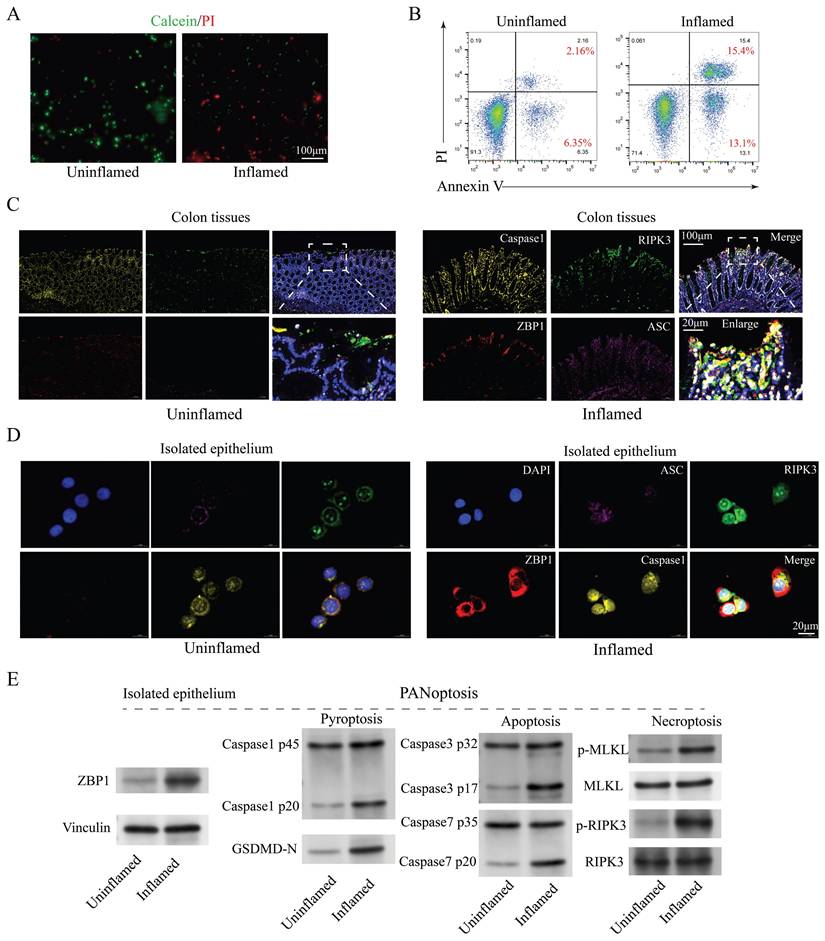 Int J Biol Sci Image