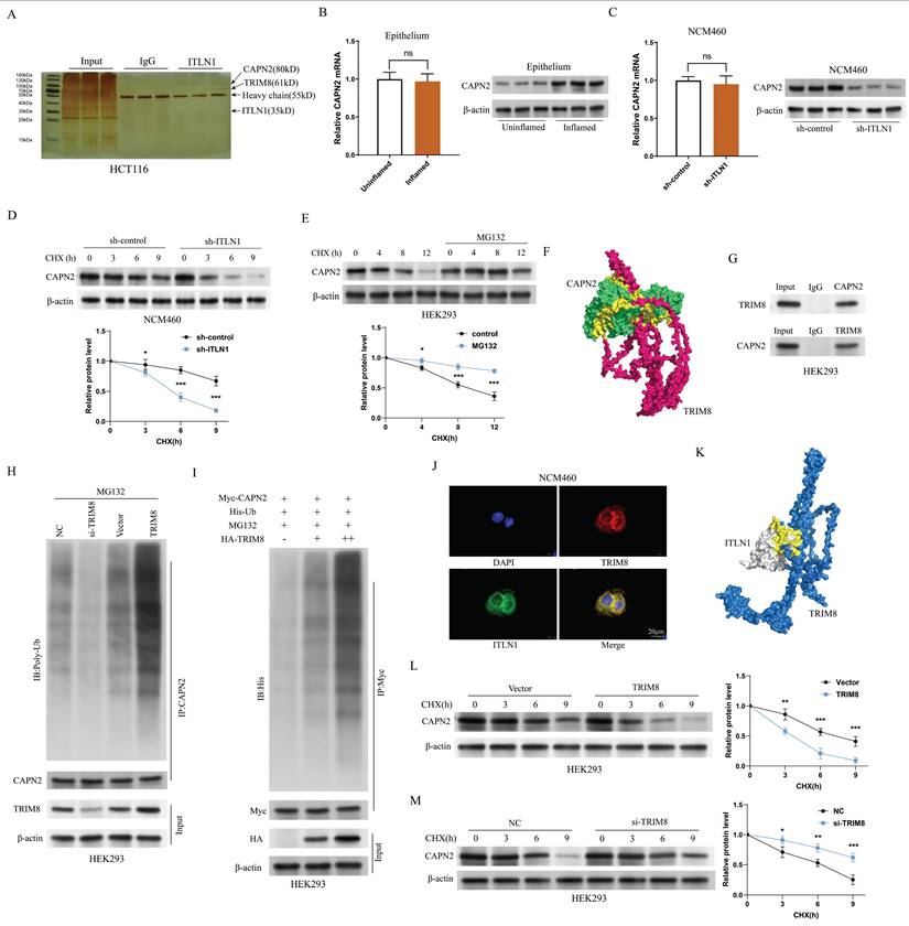 Int J Biol Sci Image