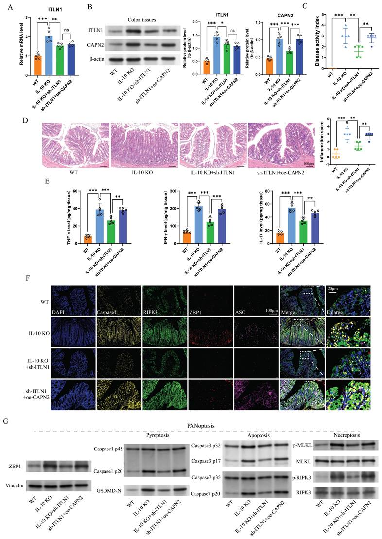Int J Biol Sci Image