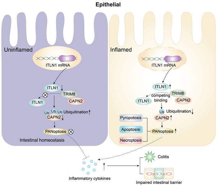 Int J Biol Sci Image