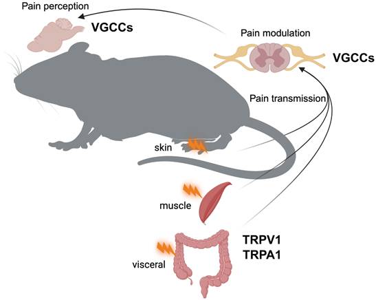 Int J Biol Sci Image