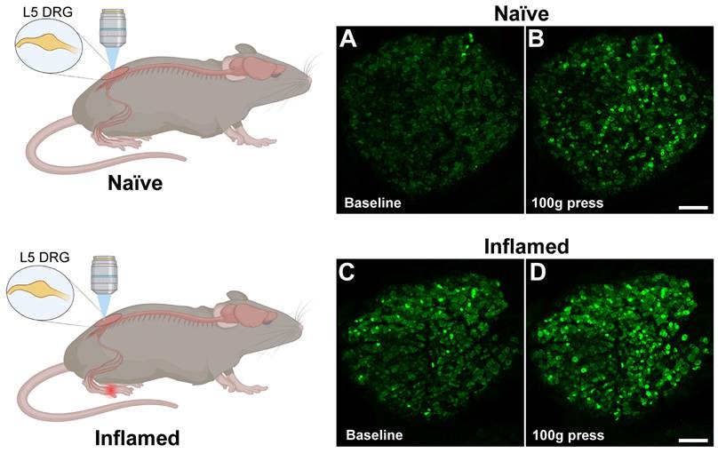 Int J Biol Sci Image