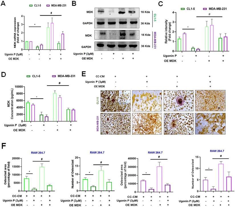 Int J Biol Sci Image